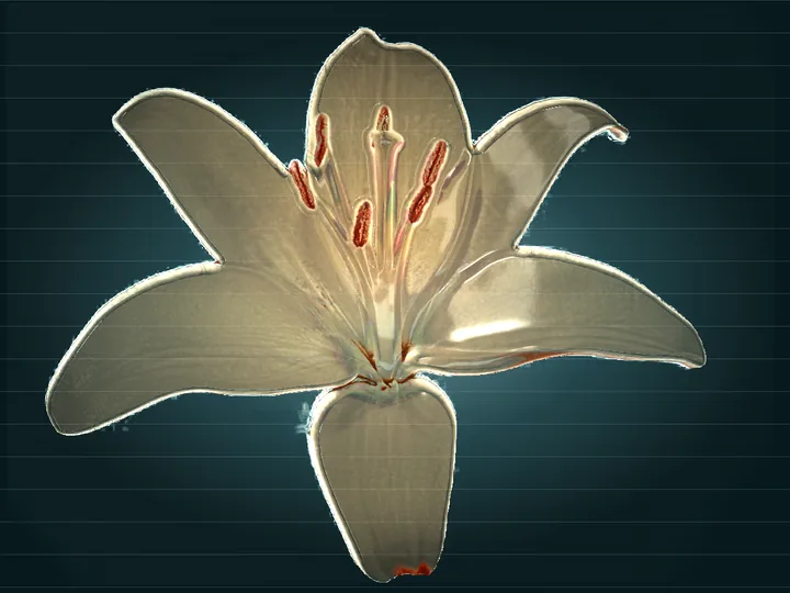 The same lily rendered as pale, mostly clear glass with rust-red enamel anthers, a light rim, and ruled lines behind it, lit from behind.